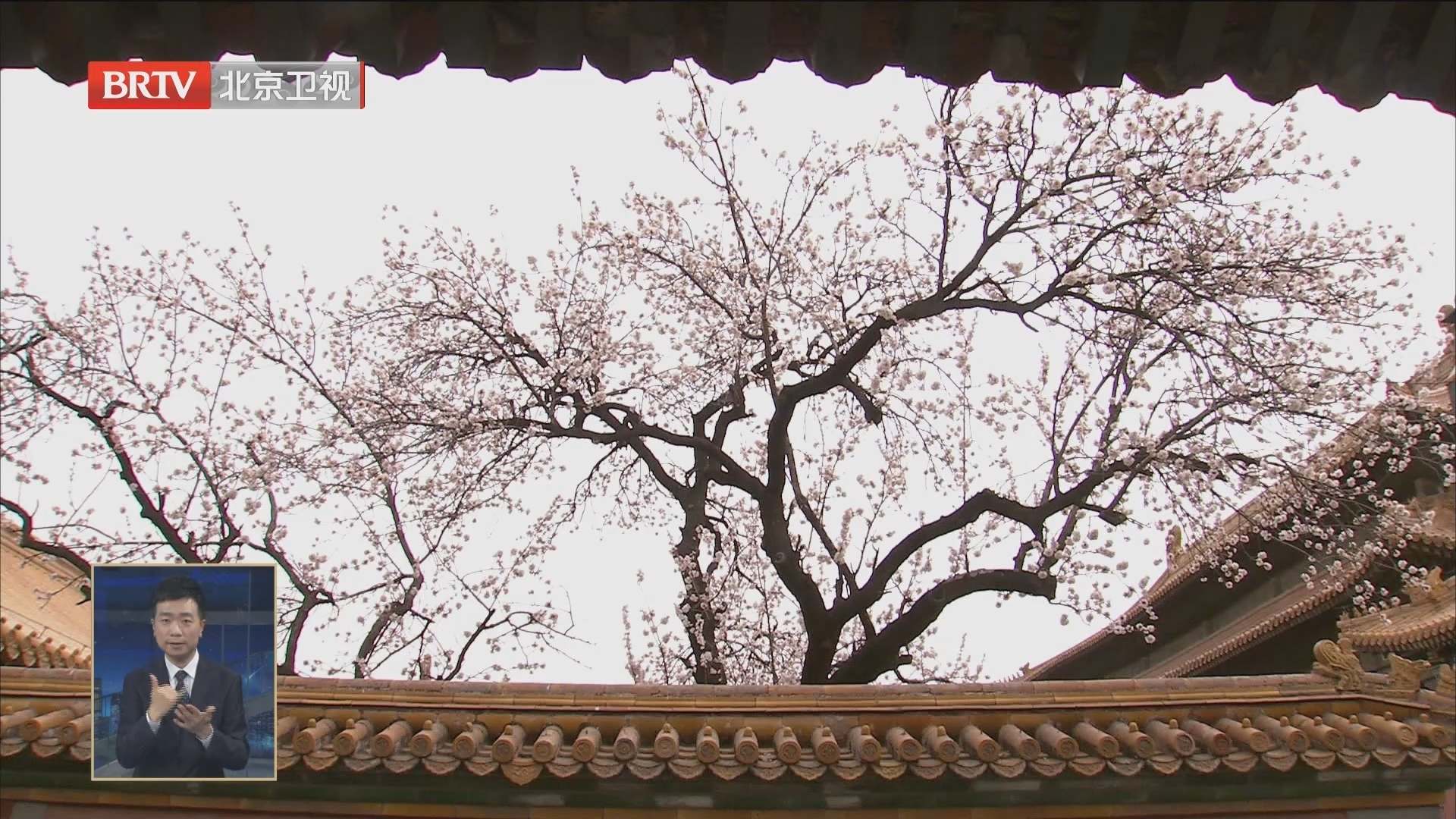 花开北京 向绿而行丨故宫翠柳掩春色 玉阶杏花香满枝 花开北京 向绿而行丨故宫翠柳掩春色 玉阶杏花香满枝