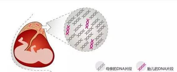 最安全准确的胎儿亲子鉴定方法