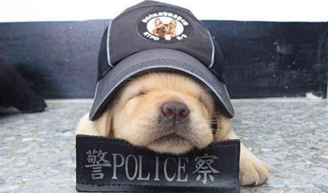 4个月小警犬带着奶味上班,第一天很努力装凶,实在太可爱了!