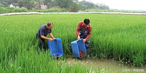 稻田养殖小龙虾三优点,套养、生态养殖技术渐