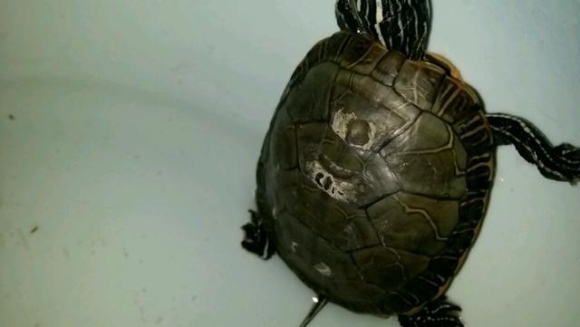 还在为乌龟背甲真菌发白发愁吗?试试这个方法吧,立竿见影 还在为乌龟背甲真菌发白发愁吗?试试这个方法吧,立竿见影