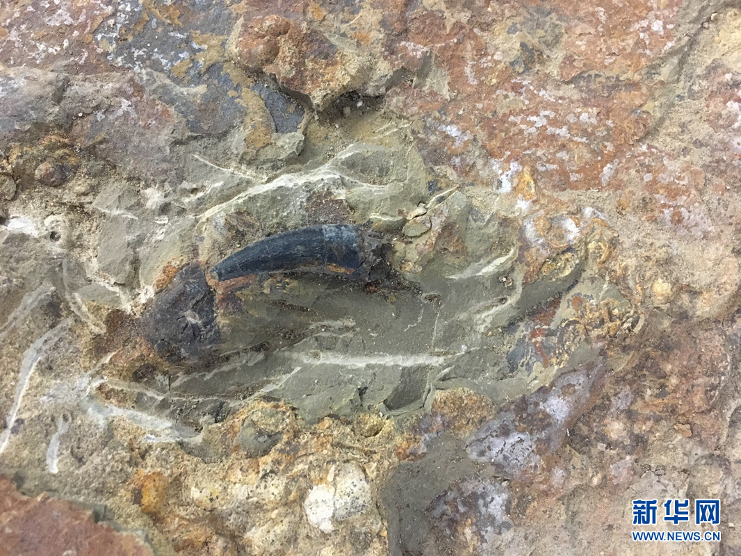 重庆发现150米恐龙化石墙 或填补演化序列空白