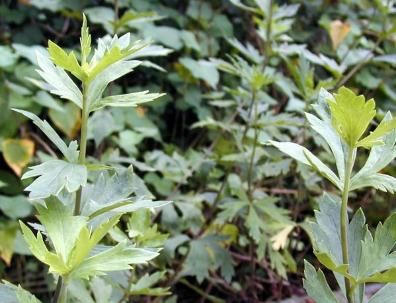 附子中毒的表现有哪些?揭秘权威答案!