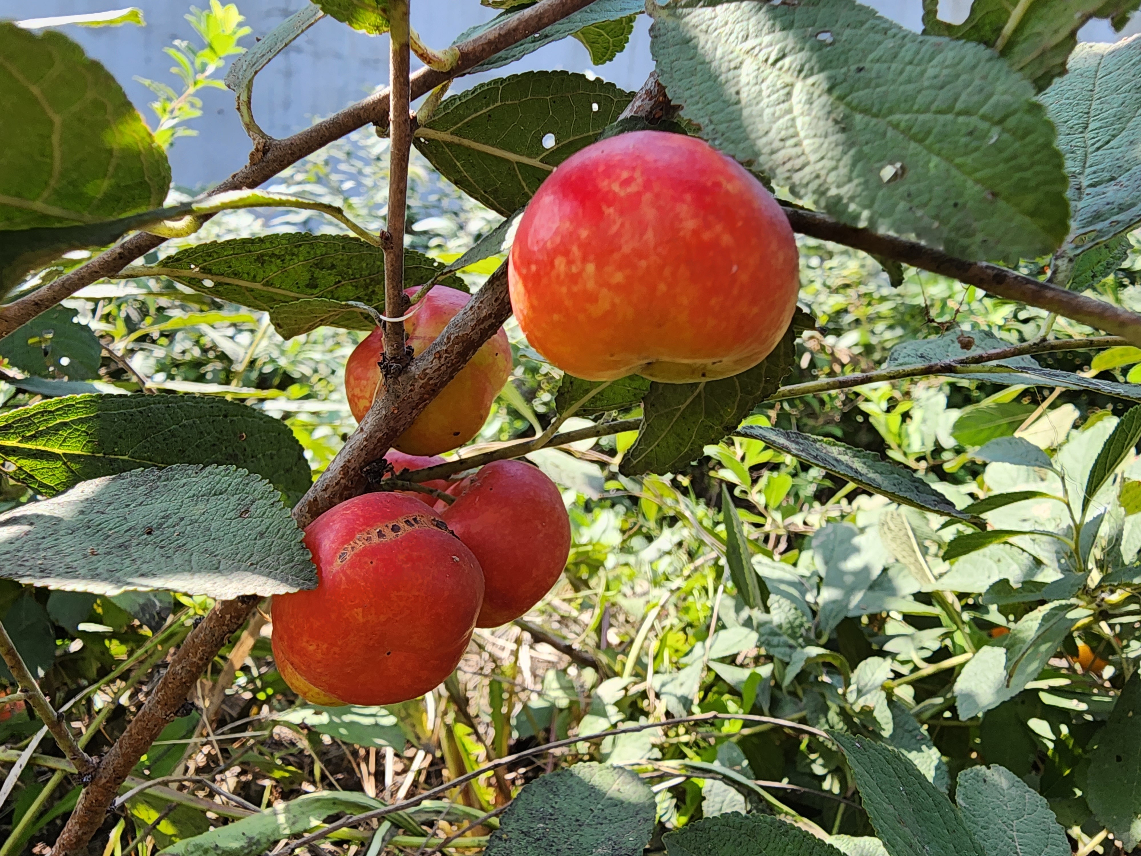 8万斤"钙果"成熟上市!平谷区第十一届欧李采摘节开幕