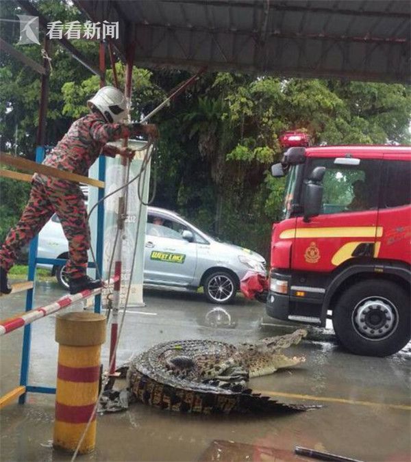 出于本能反应,鳄鱼使出了臭名昭著的“死亡翻滚”,然而这凶狠的一招却让绕在它嘴边的绳子越缠越紧。