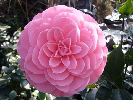 用过期啤酒浇茶花,叶子绿的流油,花开不断!