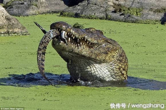 鱷魚媽媽狠心吞掉自己孩子,小鱷魚臨死都沒任何反抗,好可憐