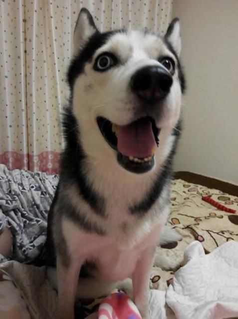 狗界大傻哈士奇,智商排名45?网友:放南极,智商