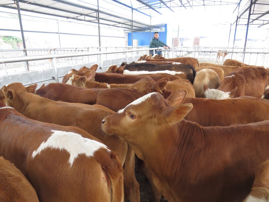 农村小伙排除万难回乡养牛,年收入达到30万!