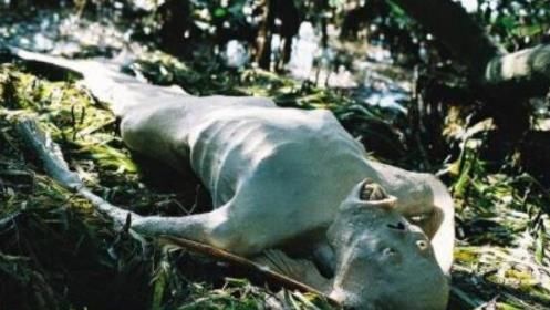 世界上真的有美人鱼吗:美人鱼真身图片长什么