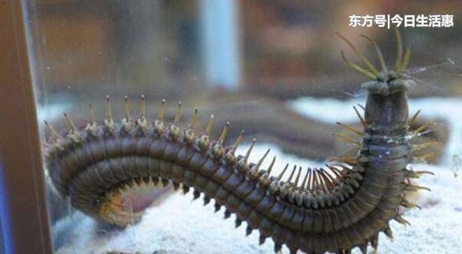 河北男子家中鱼缸藏近1米长食肉虫 ,奇葩的是两年未曾察觉