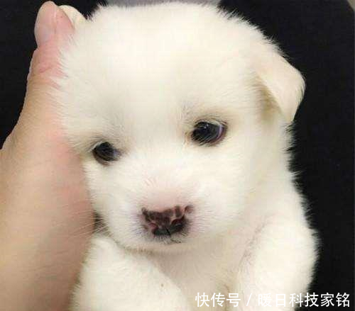 老婆买只巴掌大小奶狗 茶杯犬不便宜 半年后楼上楼下都紧张了 雪花新闻 老婆买只巴掌大小奶狗 茶杯犬不便宜 半年后楼上楼下都紧张了 雪花新闻