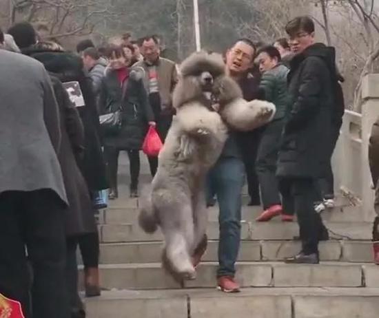 男子带100斤巨型泰迪爬山 结果下山是这画风