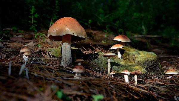 进入食物中毒高发季 这3类食物千万小心! 进入食物中毒高发季 这3类食物千万小心!