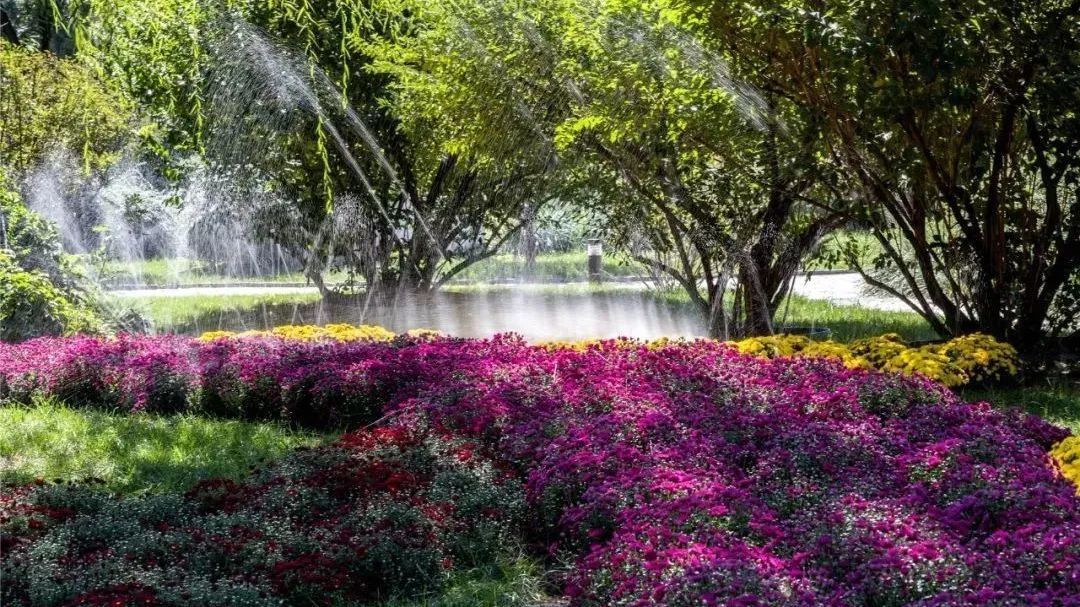 这些公园近期赏菊正当时,边游玩边认识了今年菊花节的两种主题花 这些公园近期赏菊正当时,边游玩边认识了今年菊花节的两种主题花