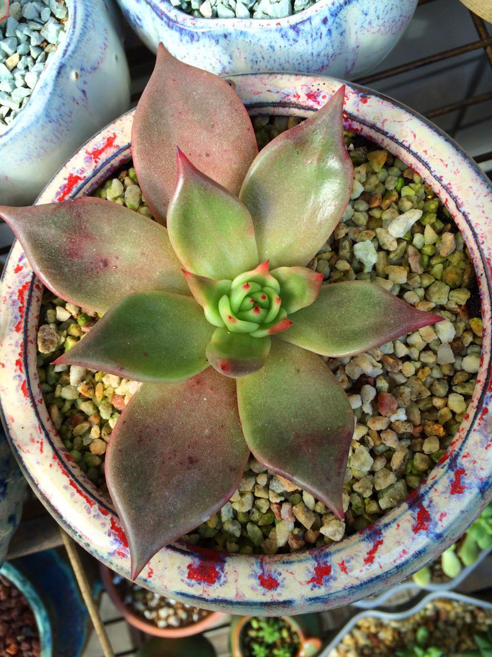 多肉植物种植日记--罗密欧