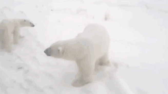 2月9日，俄罗斯北极圈岛屿新地岛因遭遇大约52只北极熊入侵，当地政府宣布进入紧急状态。