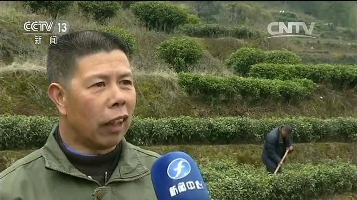 “定制茶园”脱贫闯新路 “定制茶园”脱贫闯新路