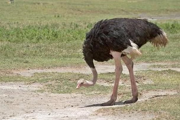 国外男子嫌走路太慢,设计出时速可以跟汽车相