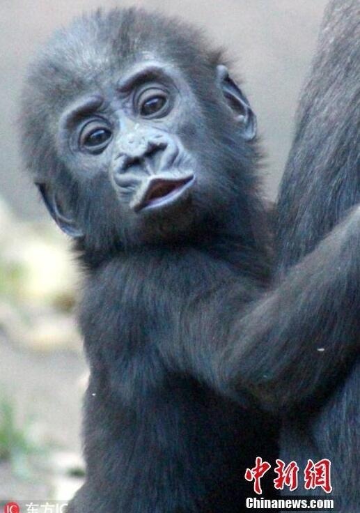 捷克"网红"大猩猩示范嘟嘴教程 认真卖萌让人笑破肚皮