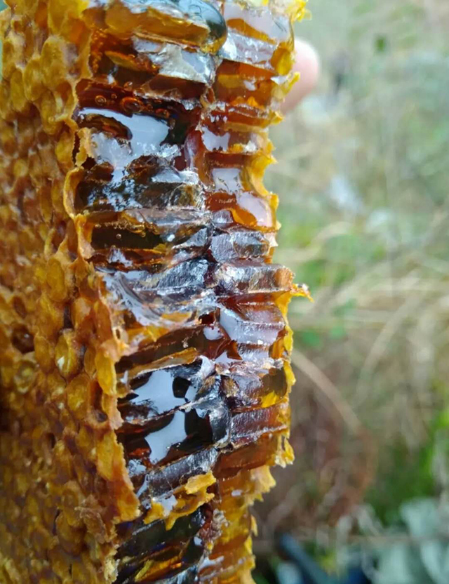 神农架土蜂蜜,蜜中精品!