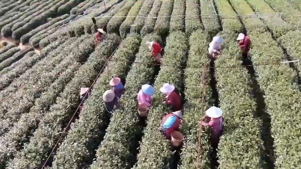 西湖龙井茶最大产区迎来采茶高峰