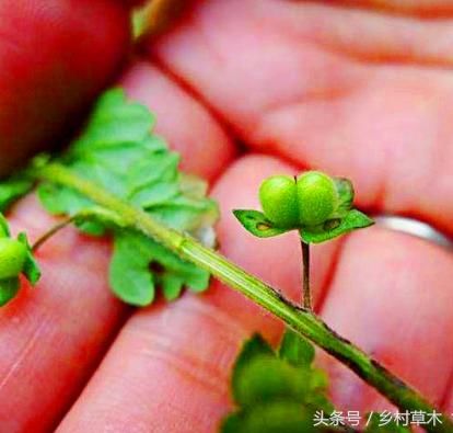 麦田野草狗卵草 疝气腰痛的克星