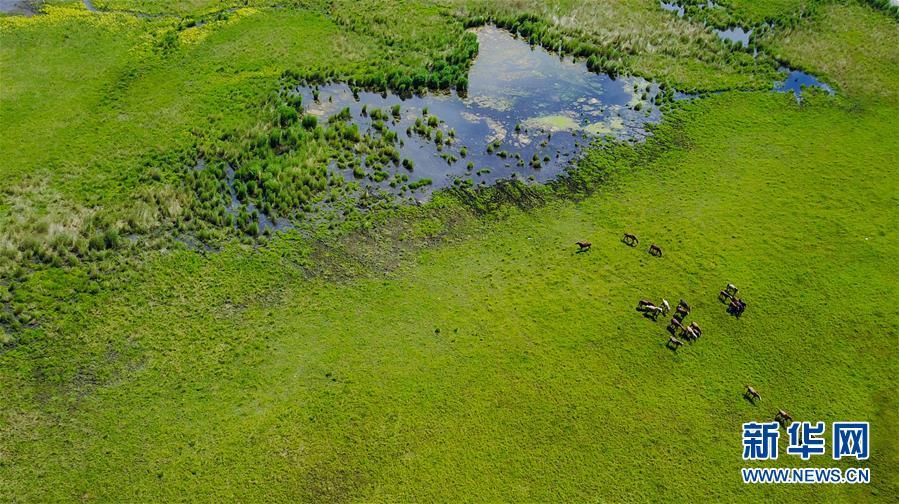 在鄂温克族自治旗辉苏木,牲畜在草原上觅食(7月1日摄)。
新华社记者 连振 摄