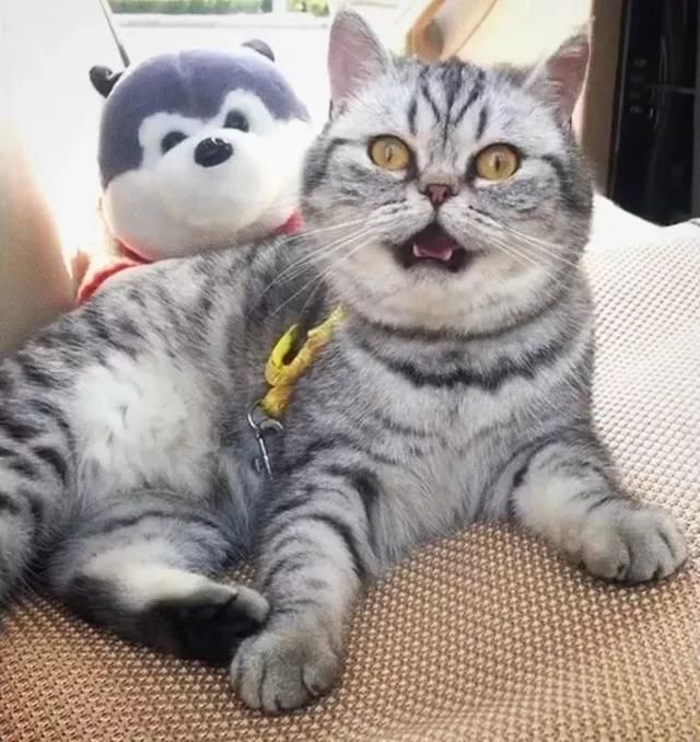 牵猫咪跑几百米,主子累瘫,吐舌喘大气像极了傻