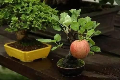 200元一棵的盆栽果树,未来前景有多大?