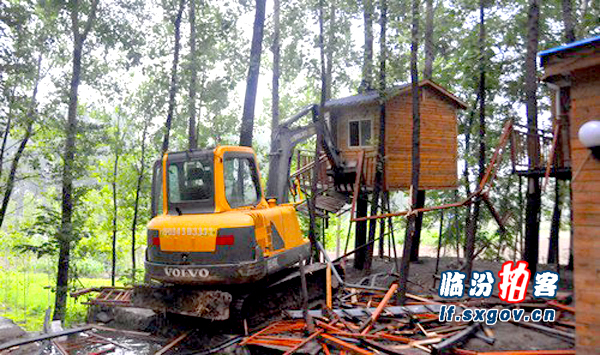 临汾拍客:龙祠小树林里的大行动