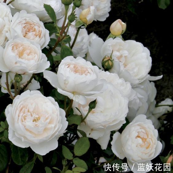 蓝妖:月季开花后如何施肥?至少50%的人做错了