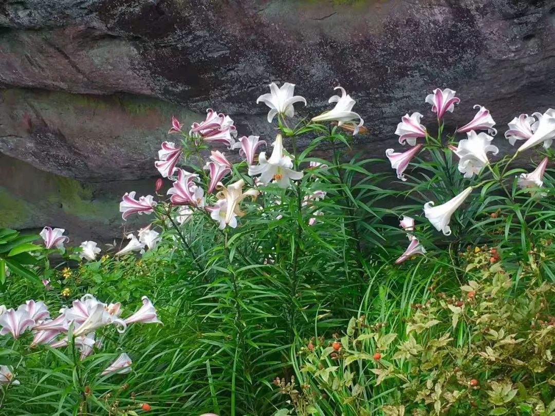 在水一方 山歌飘扬 百合绽放!五一请来三明这个