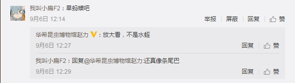 蛇头上怎么就长出了一只“角”?这是怎么一回事?新品种?还是“洞中千年修此身”?网友戏谑地称,这是“自带天线”,“再长一只(角)就是龙了”,也有网友猜测“可能是变异了”……赵力先生疑惑了,一众网友也疑惑了,就连两栖动物学业内对此都有了关注。“这条烙铁头的头上怎么长了一只角?”
6日中午,赵力更新了朋友圈消息,在他发布的图中,一条黄褐相间的烙铁头在路上扭曲爬行,蛇头像一块厚重的倒三角锈铁块。和一般的蛇不一样,这条蛇的头上有一根形似火柴的突出,颜色和蛇的身体相似,像是一根独角。独角蛇?好像没有这个品种啊。
“前短时间我去青城山上做调查,回来路上碰见的。”赵力回忆,当天他下山到山脚时,已是晚上9点多,“我带着头灯,在一条大路上就看到这条蛇正准备过马路。”他没有走的太近,在相隔一米左右的距离给这条蛇拍了几张照片,“可以做个记录。”