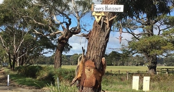 澳狐狸因数量太多被捕杀 尸体被剥皮钉在树上