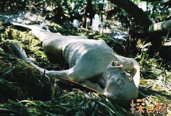 世界上美人鱼真的存在吗?海底真正美人鱼照片