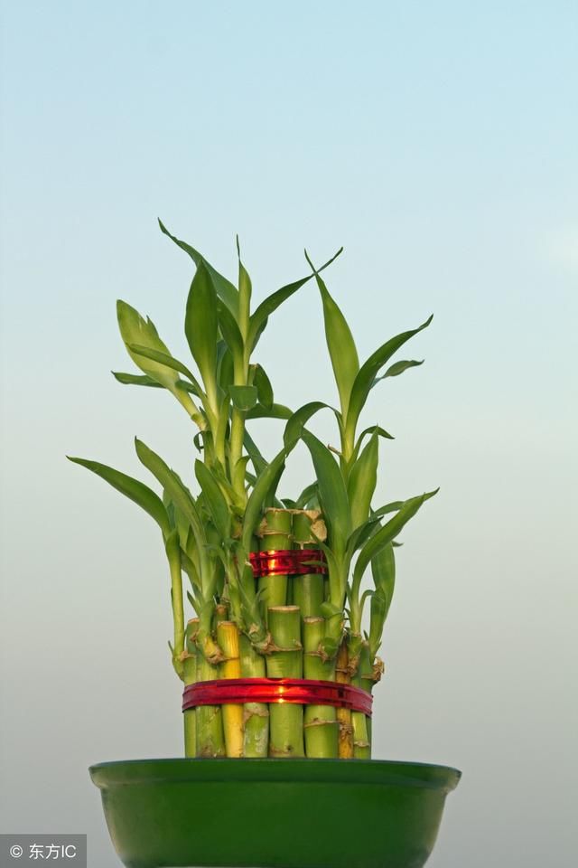 富贵竹的种植方法(富贵竹的种植方法水培)