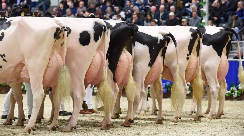 德国奶牛品种图片