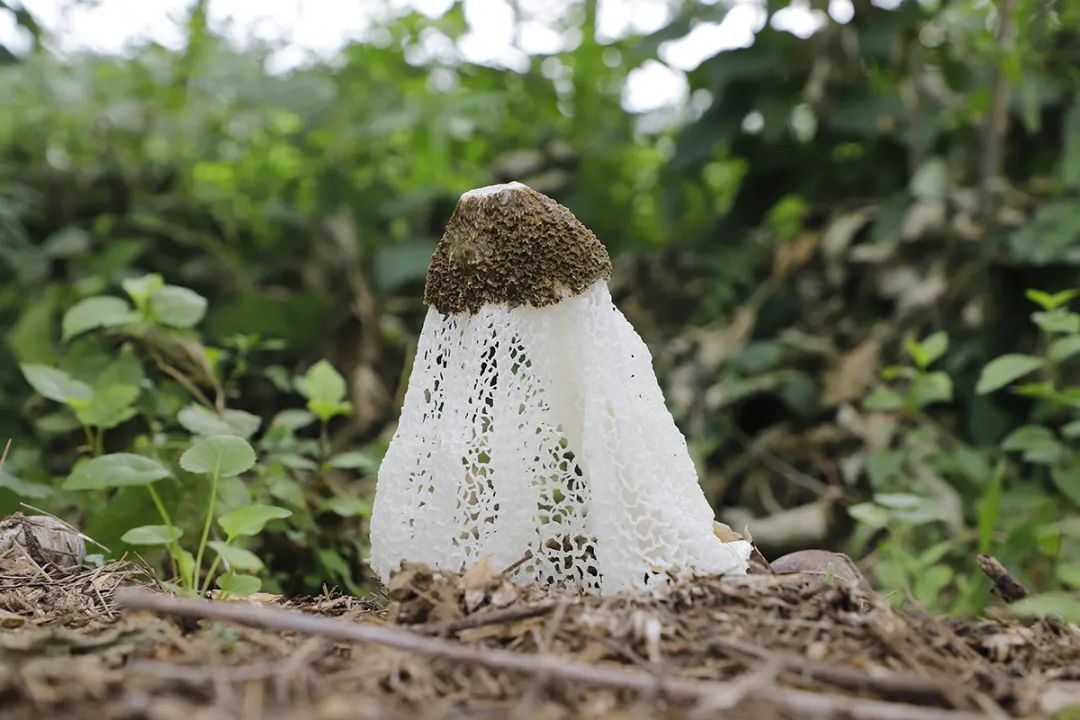 “雪裙仙子”在李桥集体林场试种成功,采收期将持续至9月底_北京时间