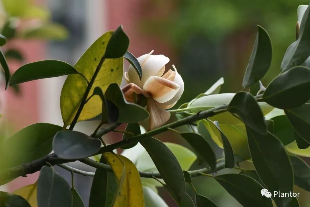 长沙网红植物100种(上)