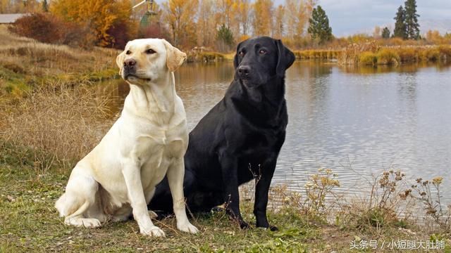 拉布拉多犬和金毛寻回犬到底有多相似?两个特征就能轻松分辨