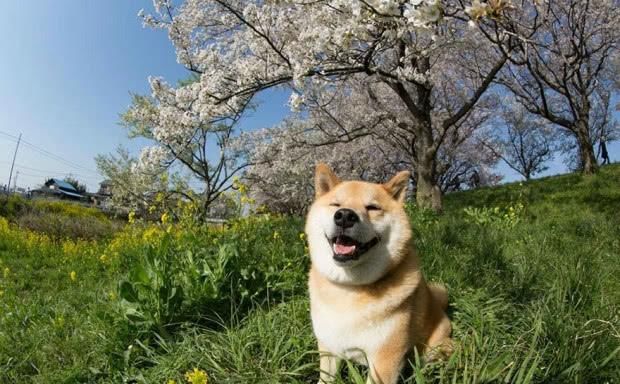 爱笑的柴犬,一笑就闭上眼睛,治愈你的心