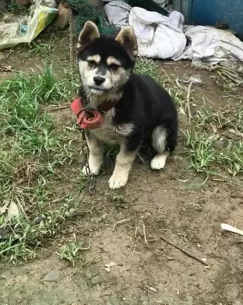 网友在市场买了一只小狗,结果越长越不像,它究