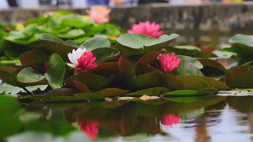好运“莲莲”!南京玄武湖双色睡莲绽放,一半如火一半似雪 好运“莲莲”!南京玄武湖双色睡莲绽放,一半如火一半似雪