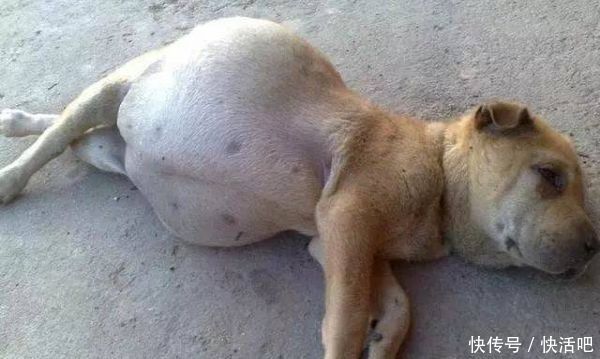 男子收养只怀孕的狗,检查后,医生一番话,男子不知道该怎么办了