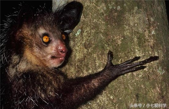 世界极危物种前三名:第二个物种会不会灭绝,就看中国这两只了