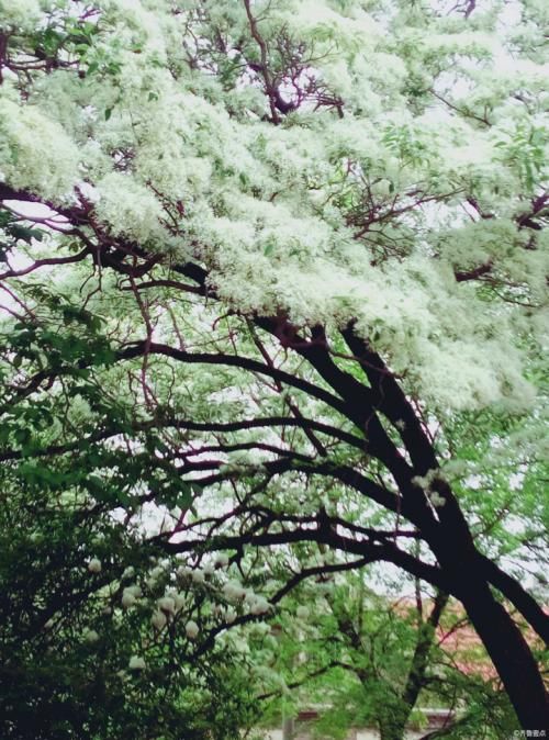 济宁树上惊现积雪,原是流苏树开花!没死了,周