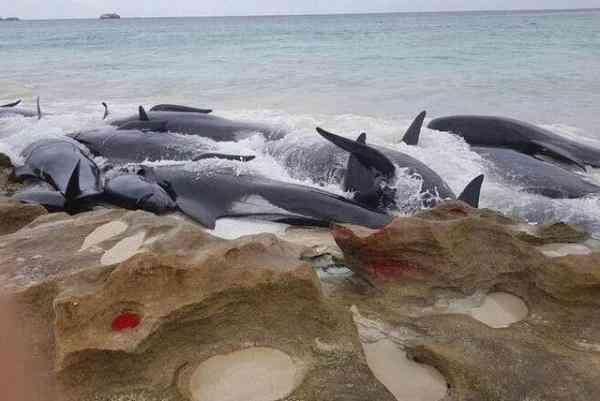 澳大利亚150头鲸冲上海岸集体自杀,至少75头