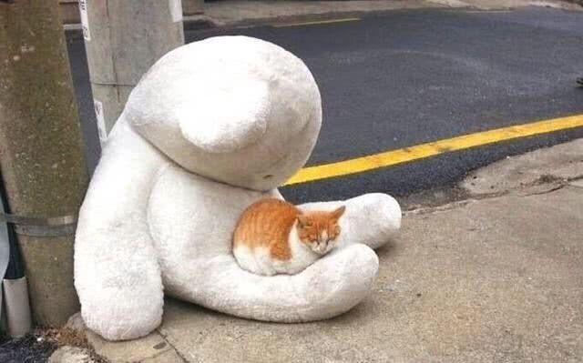 流浪猫被扔在屋顶,饿得骨瘦如柴,得好心人救助