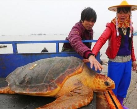渔夫捕获到罕见的巨龟,人们出高价要买时巨龟